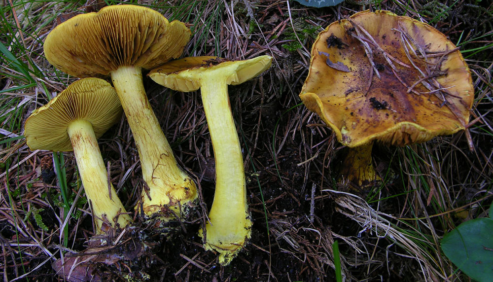 Cortinarius meinhardii M.M. Moser--Bon?